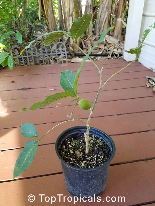 Casimiroa edulis, White Sapote. Tree fruiting in 1-gal container