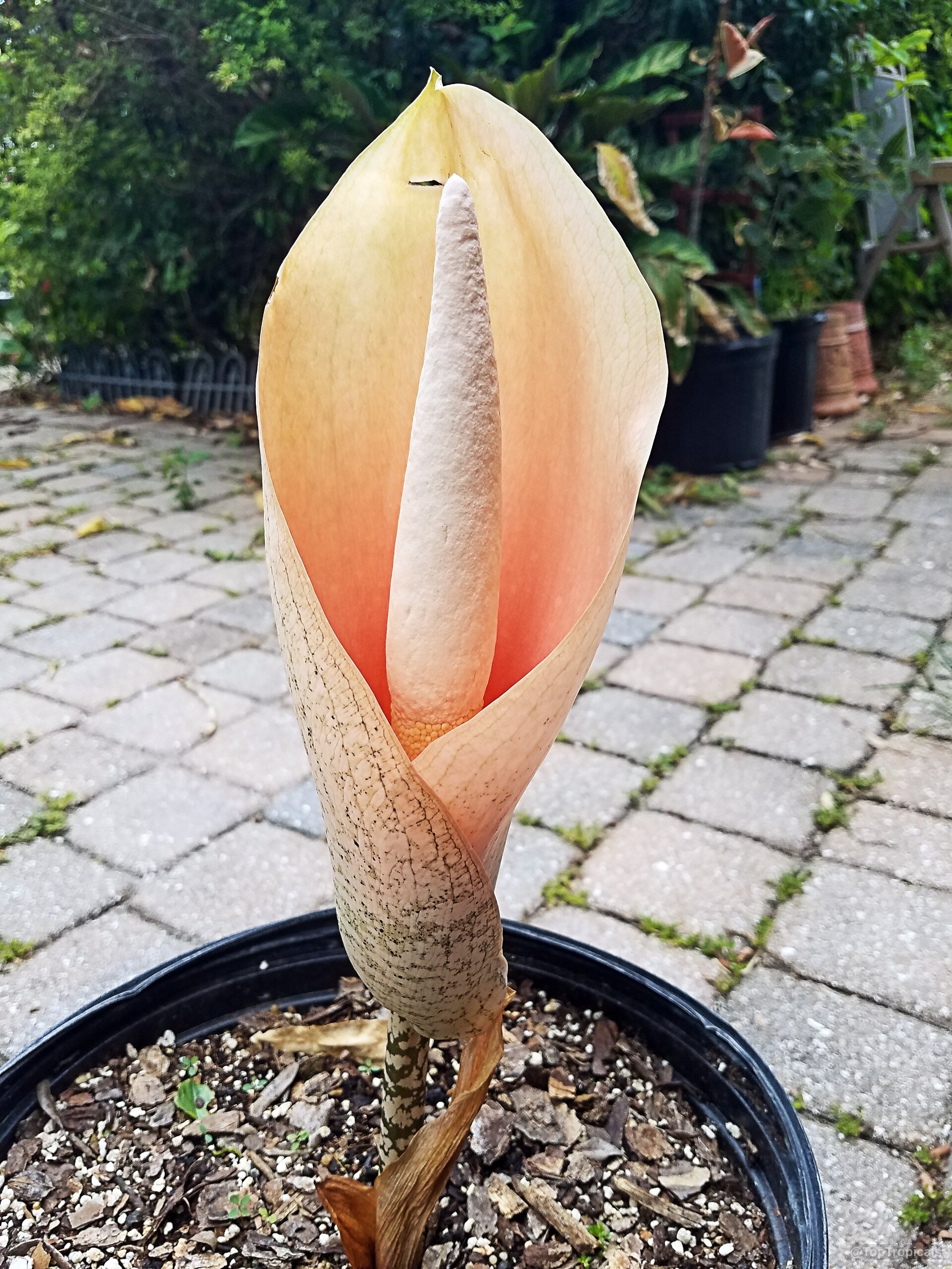 Amorphophallus bulbifer (Voodoo Lily) pink flower upright with a unique pointed center inside black container. Amorphophallus bulbifer (Voodoo Lily) pink flower close up with mottled stem in black pot