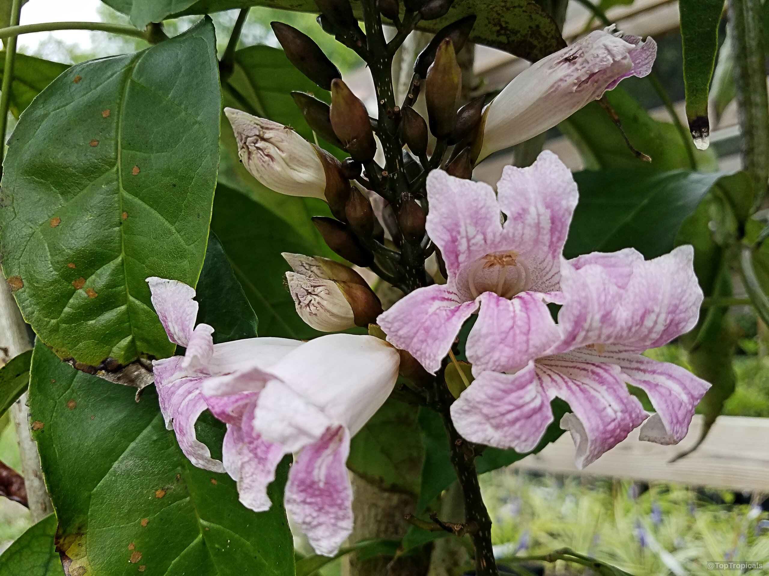 Newbouldia laevis (African Border Tree) with delicate pink trumpet-shaped flowers and dark green foliage. Newbouldia laevis (African Border Tree) pink flower close up on green leaves and dark buds.