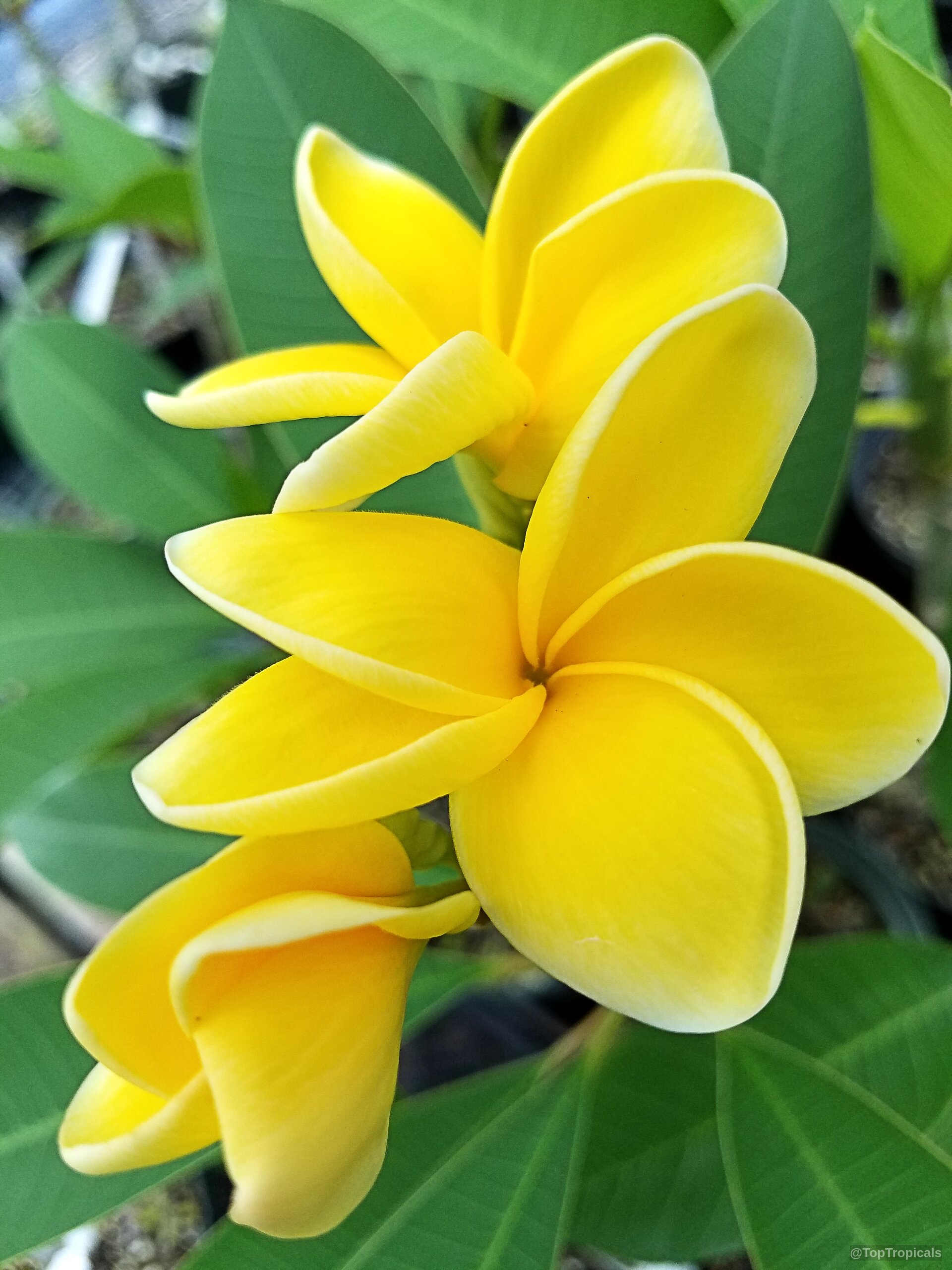 Plumeria sp. 'Lueang Sirimongkol' (Siri Mongkol Yellow) Plumeria with thick petals above wide green leaves. Plumeria sp. 'Lueang Sirimongkol' (Siri Mongkol Yellow) Plumeria, vibrant yellow flower, close up.
