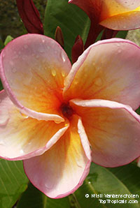 Plumeria First Kiss (4646), grafted

Click to see full-size image