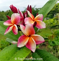 Plumeria Thong Taweekun, grafted

Click to see full-size image