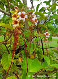 Strophanthus preussii, Medusa-Flower, Poison Arrow Vine, Spider Tresses, Poison Dart Vine

Click to see full-size image