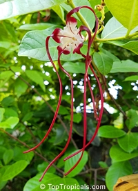Strophanthus caudatus, Echites caudatus, Strophanthus dichotomus , Medusa Gorgona, Red Rapunzel, Twisted Cord Flower

Click to see full-size image