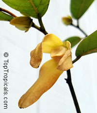 Friesodielsia desmoides, Wedding cananga

Click to see full-size image