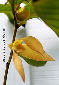 Friesodielsia desmoides, Wedding cananga