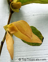 Friesodielsia desmoides, Wedding cananga