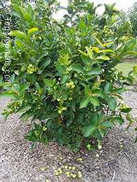 Syzygium samarangense, Syzygium javanicum, Eugenia javanica, Wax jamboo, Java apple, Macopa

Click to see full-size image