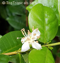 Eugenia neonitida, Pitangatuba

Click to see full-size image