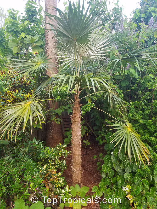 Cryosophila williamsii, Lago Yojoa Palm, Root-Spine Palm 
