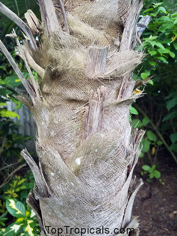 Cryosophila williamsii, Lago Yojoa Palm, Root-Spine Palm 