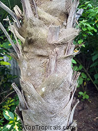 Cryosophila williamsii, Lago Yojoa Palm, Root-Spine Palm 

Click to see full-size image