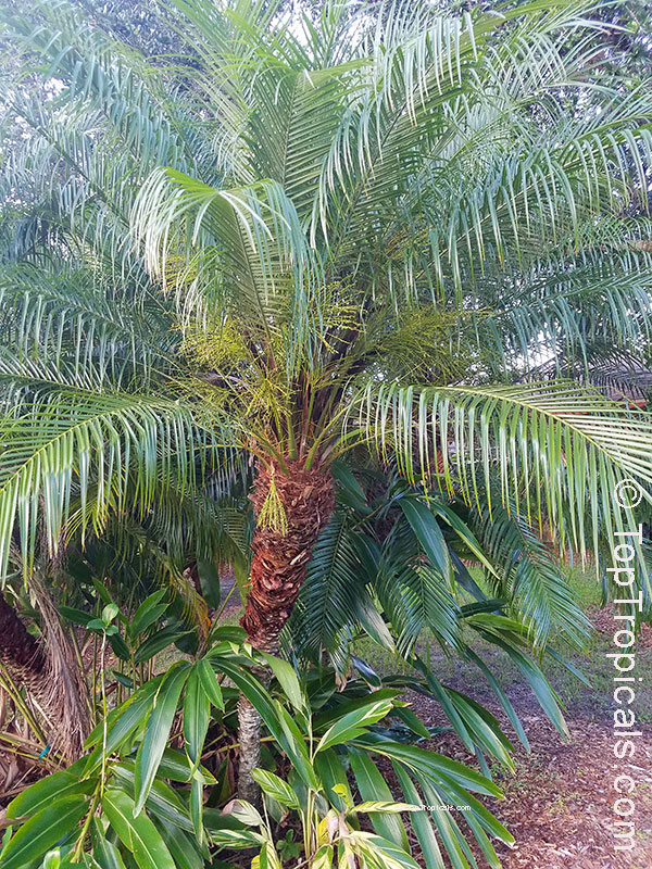 Phoenix roebelenii, Pigmy Date Palm