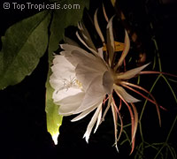 Epiphyllum oxypetalum, Belle de Nuit, Lady of the Night, Queen of the Night, Night blooming Cereus, Dutchman&apos;s Pipe