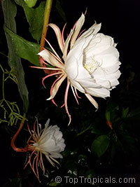 Epiphyllum oxypetalum, Belle de Nuit, Lady of the Night, Queen of the Night, Night blooming Cereus, Dutchman&apos;s Pipe