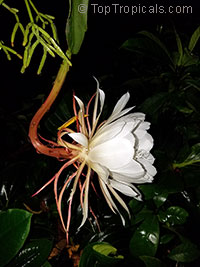 Epiphyllum oxypetalum, Belle de Nuit, Lady of the Night, Queen of the Night, Night blooming Cereus, Dutchman&apos;s Pipe