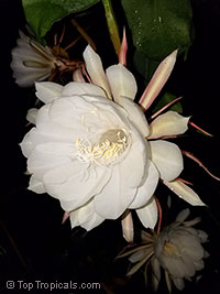 Epiphyllum oxypetalum, Belle de Nuit, Lady of the Night, Queen of the Night, Night blooming Cereus, Dutchman&apos;s Pipe
