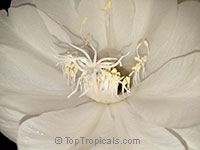 Epiphyllum oxypetalum, Belle de Nuit, Lady of the Night, Queen of the Night, Night blooming Cereus, Dutchman&apos;s Pipe