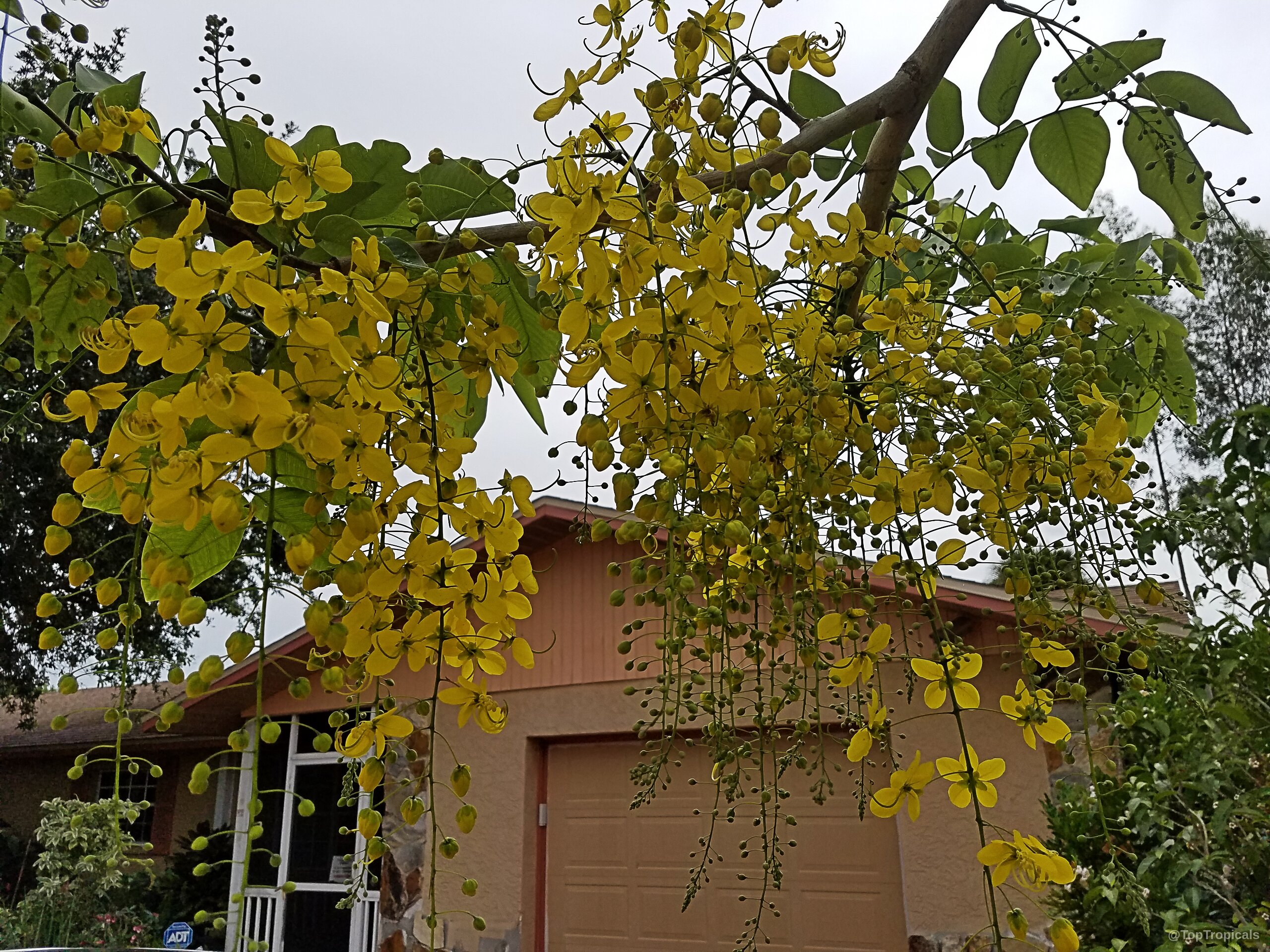 Cassia fistula (Golden Shower Tree) yellow flower clusters hang heavily from branches above a house Cassia fistula (Golden Shower Tree) yellow flower clusters hanging from a branch close up