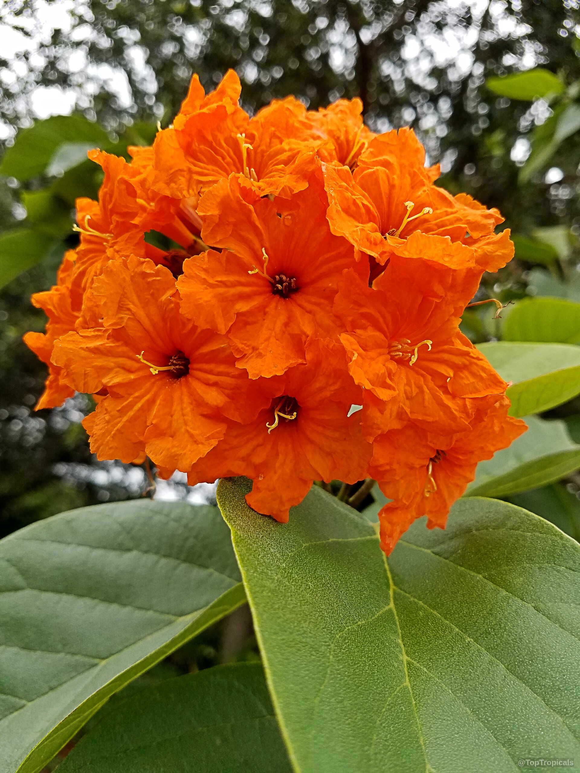 Cordia scabra (Geiger Tree) orange flower cluster resting above large green leaves in natural light. Cordia scabra (Geiger Tree) orange flower close up captured in a detailed natural floral shot.