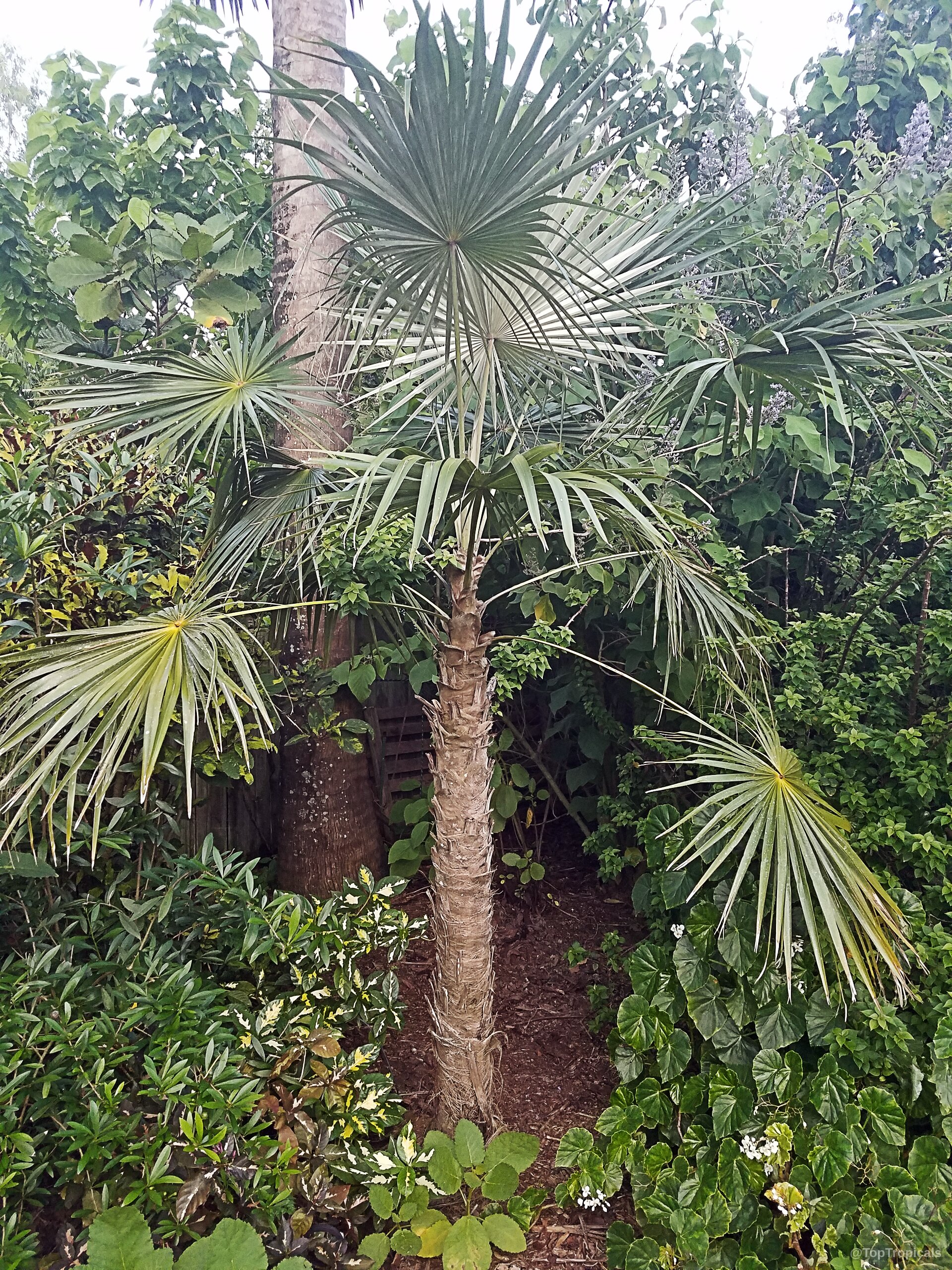 Cryosophila williamsii (Lago Yojoa Palm) green palm plant with large fan-shaped leaves in natural landscape Cryosophila williamsii (Lago Yojoa Palm) green palm plant with large fan-shaped leaves for garden landscapes