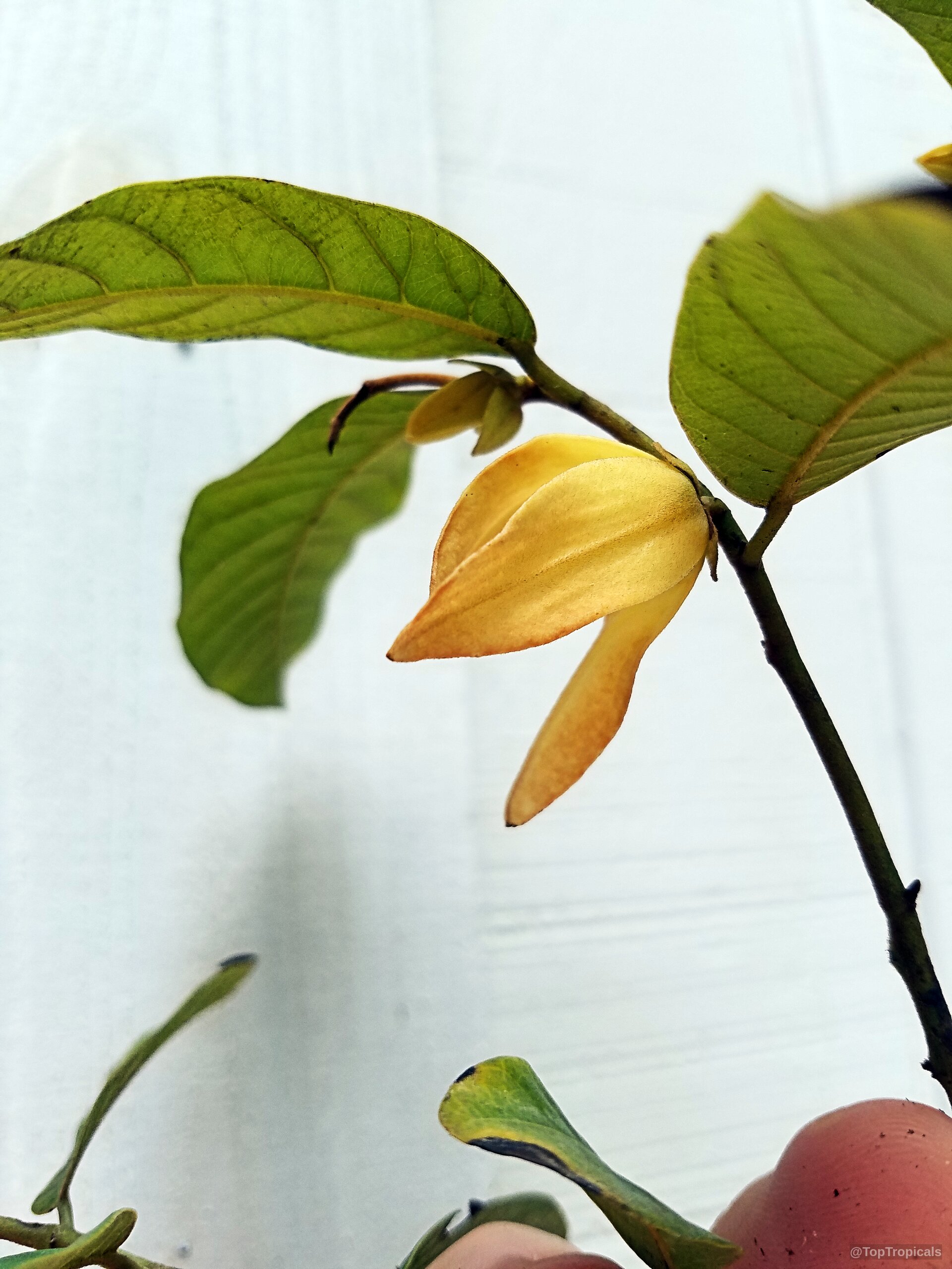 Friesodielsia desmoides (Wedding cananga) with a yellow flower resting near broad green foliage. Friesodielsia desmoides (Wedding cananga) yellow flower and green leaves close up plant view.