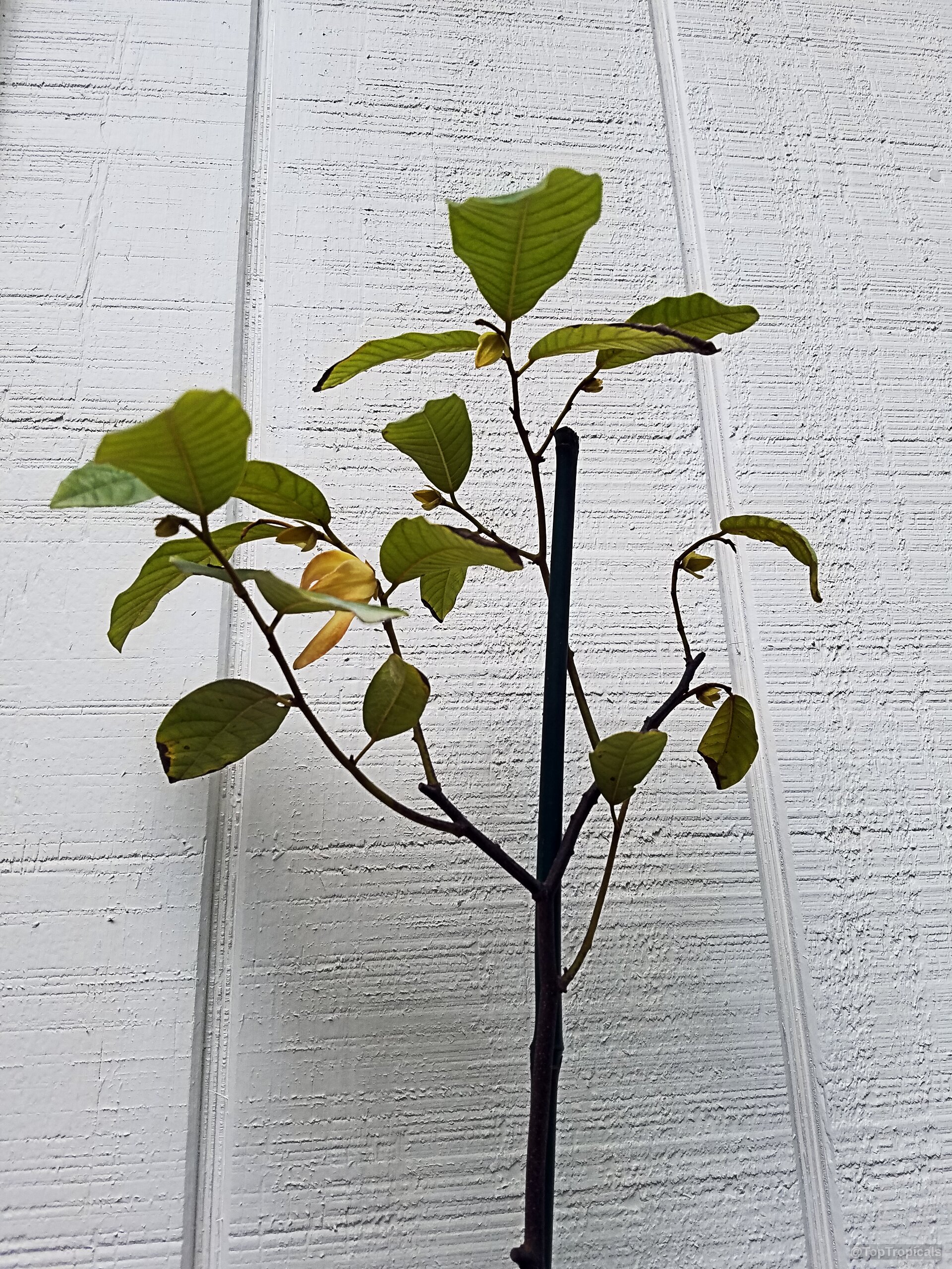 Friesodielsia desmoides (Wedding cananga) yellow flower with green leaves attached to a vertical support stake. Friesodielsia desmoides (Wedding cananga) yellow flower and green leaves on a slender plant branch.