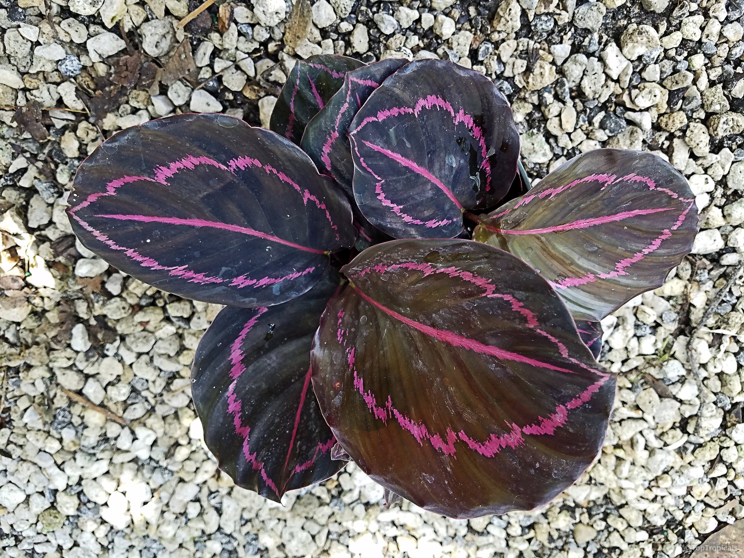 Goeppertia roseopicta (Calathea) with dark rounded leaves and pink markings centered on a stone surface Goeppertia roseopicta (Calathea) dark leaves with vivid pink lines in close up plant view