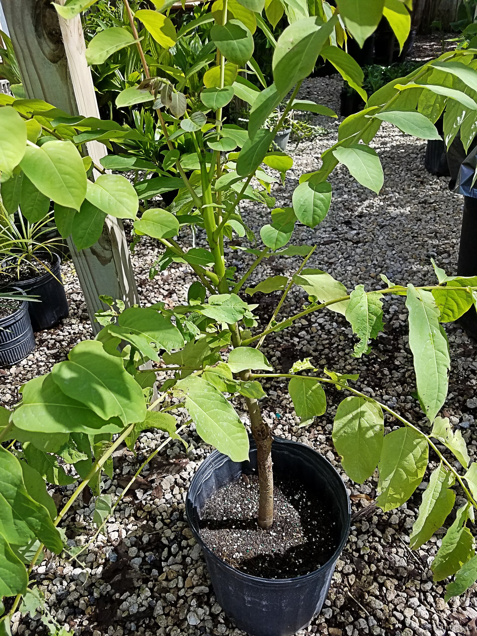 Phyllanthus mirabilis (Dragon Wings) plant growing in black nursery pot containing dark soil and rocks Phyllanthus mirabilis (Dragon Wings) green plant with slender branches and oval leaves in container