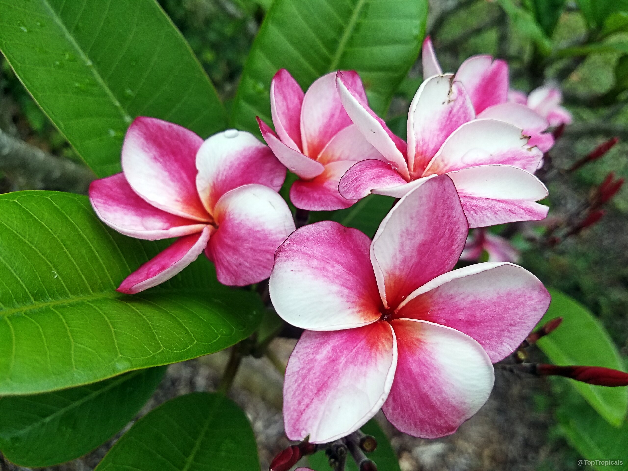 Plumeria sp. ('Elsee') (Plumeria) flower clusters in pink and white with vibrant green leaves. Plumeria sp. ('Elsee') (Plumeria), pink and white flower close up, green leaves background.