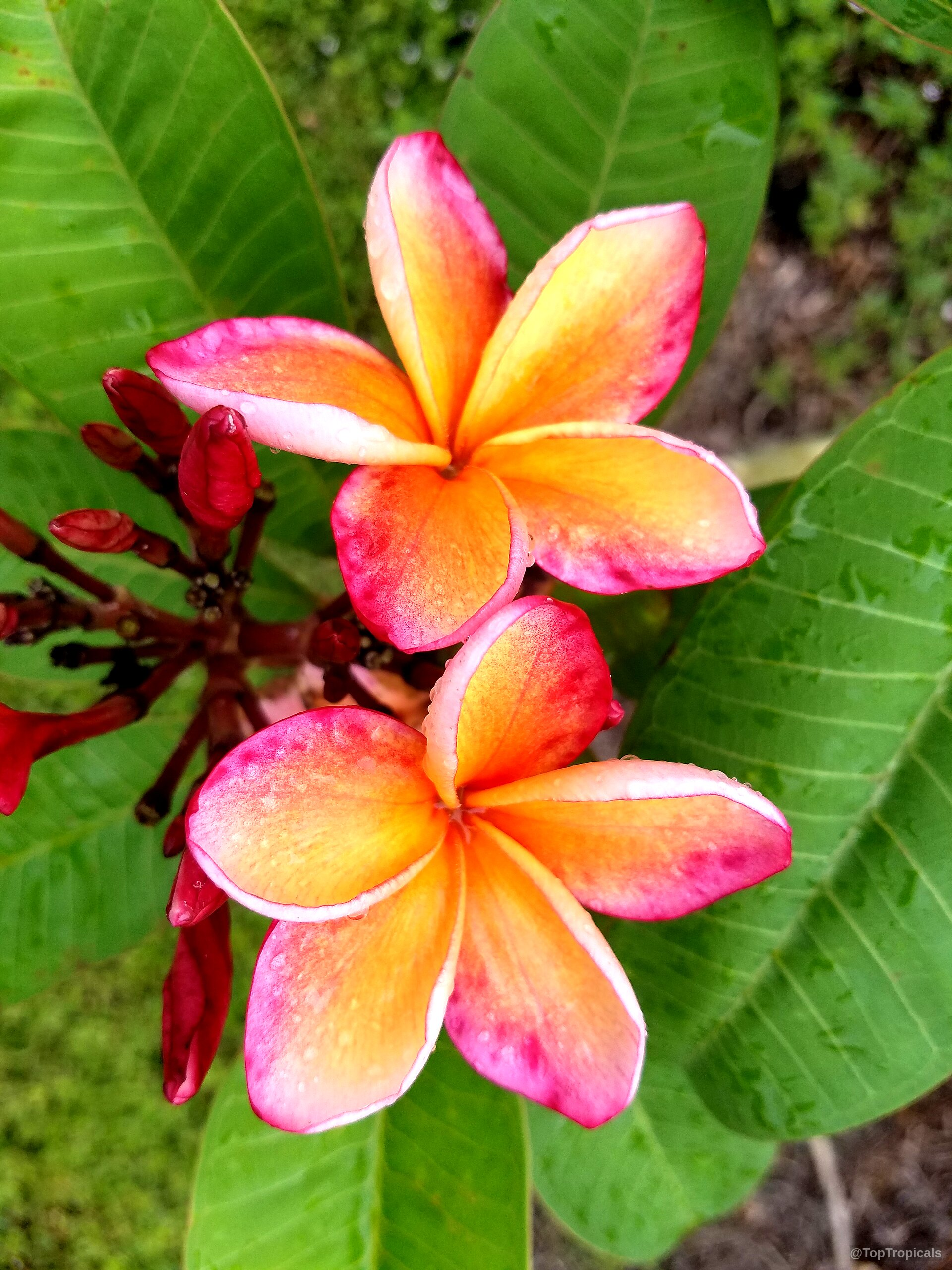Plumeria rubra 'Orange KLS' ('Orange KLS' Plumeria) | Top Tropicals Plant  Encyclopedia