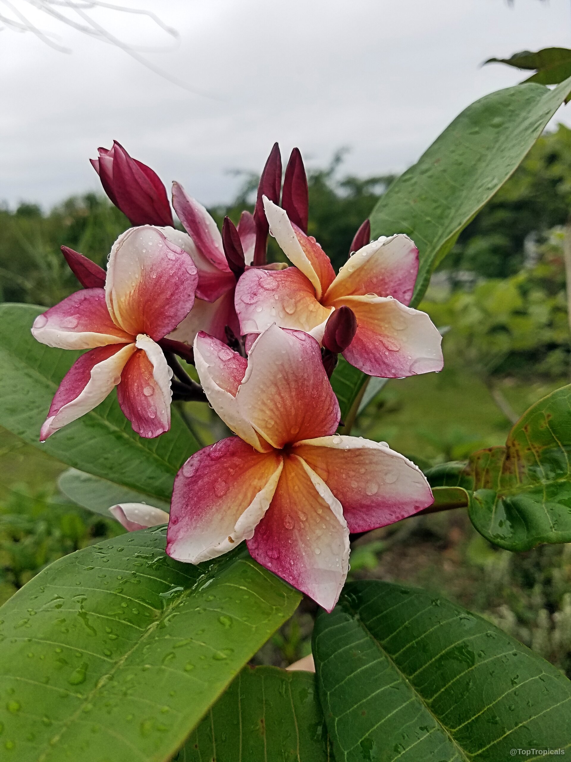Plumeria 'Thong Taweekun' ('Thong Taweekun' Plumeria) flower with rain droplets on petals Plumeria 'Thong Taweekun' ('Thong Taweekun' Plumeria) with pink, white, and yellow flower close up