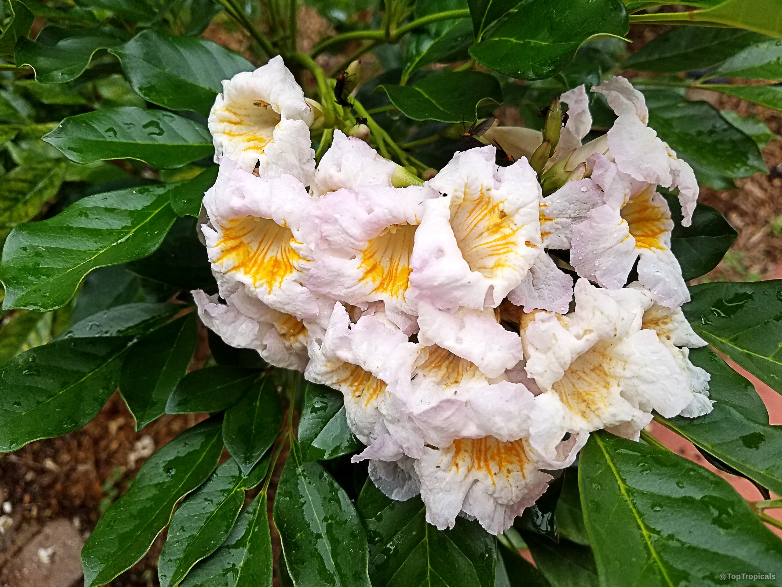 Radermachera sp. Kunming (Dwarf Tree Jasmine) 'Kunming' white trumpet flower cluster with yellow throat Radermachera sp. Kunming (Dwarf Tree Jasmine) 'Kunming' white yellow flower cluster close up