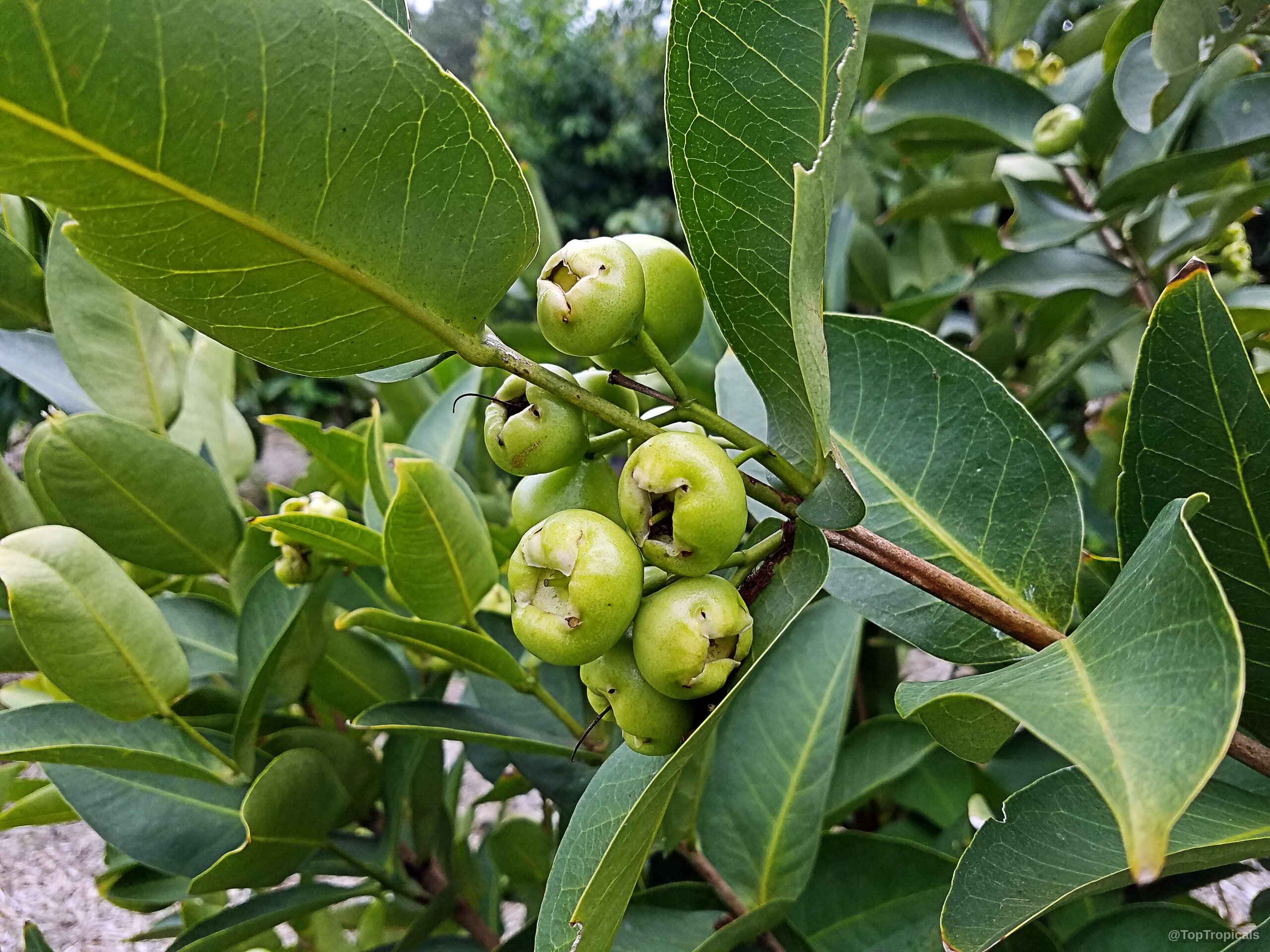 Syzygium samarangense (Wax jamboo) green fruit attached to a branch among several thick leaves. Syzygium samarangense (Wax jamboo) light green fruit hanging on a branch close up.