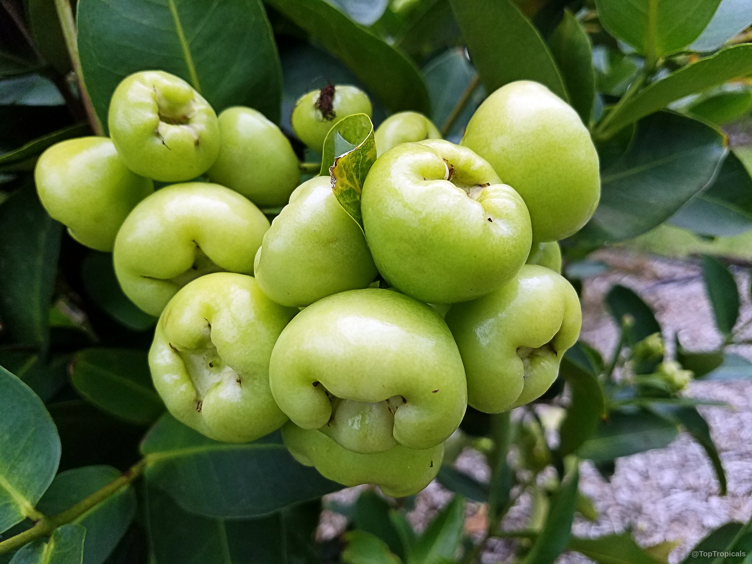 Syzygium samarangense (Wax jamboo) cluster of light green fruit growing among thick waxy green leaves. Syzygium samarangense (Wax jamboo) light green fruit hanging in a cluster close up shot