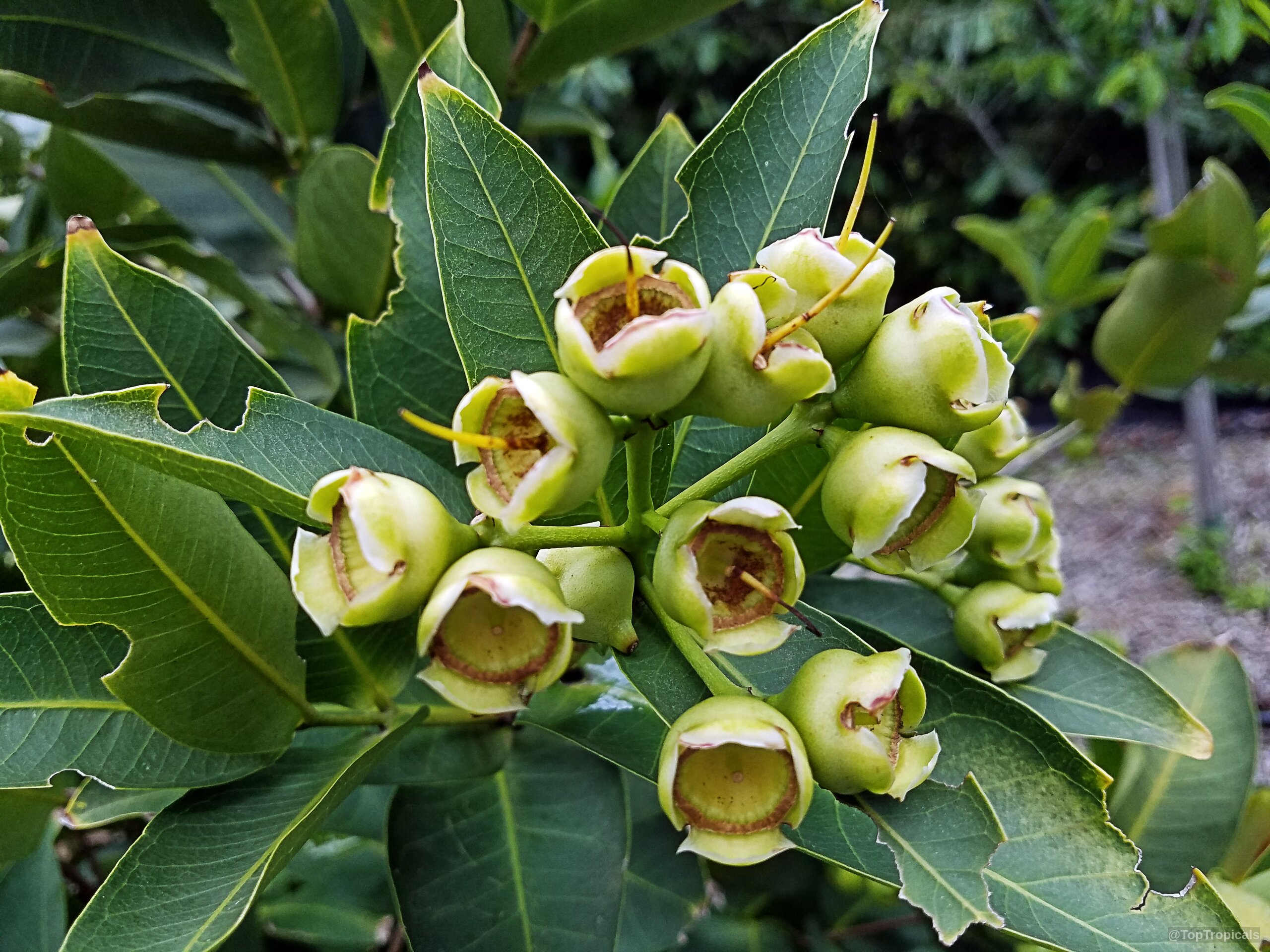 Syzygium samarangense (Wax jamboo) pale green flower buds with yellow stamens on leafy tree branch Syzygium samarangense (Wax jamboo) pale green flower cluster close up on leafy tree branch