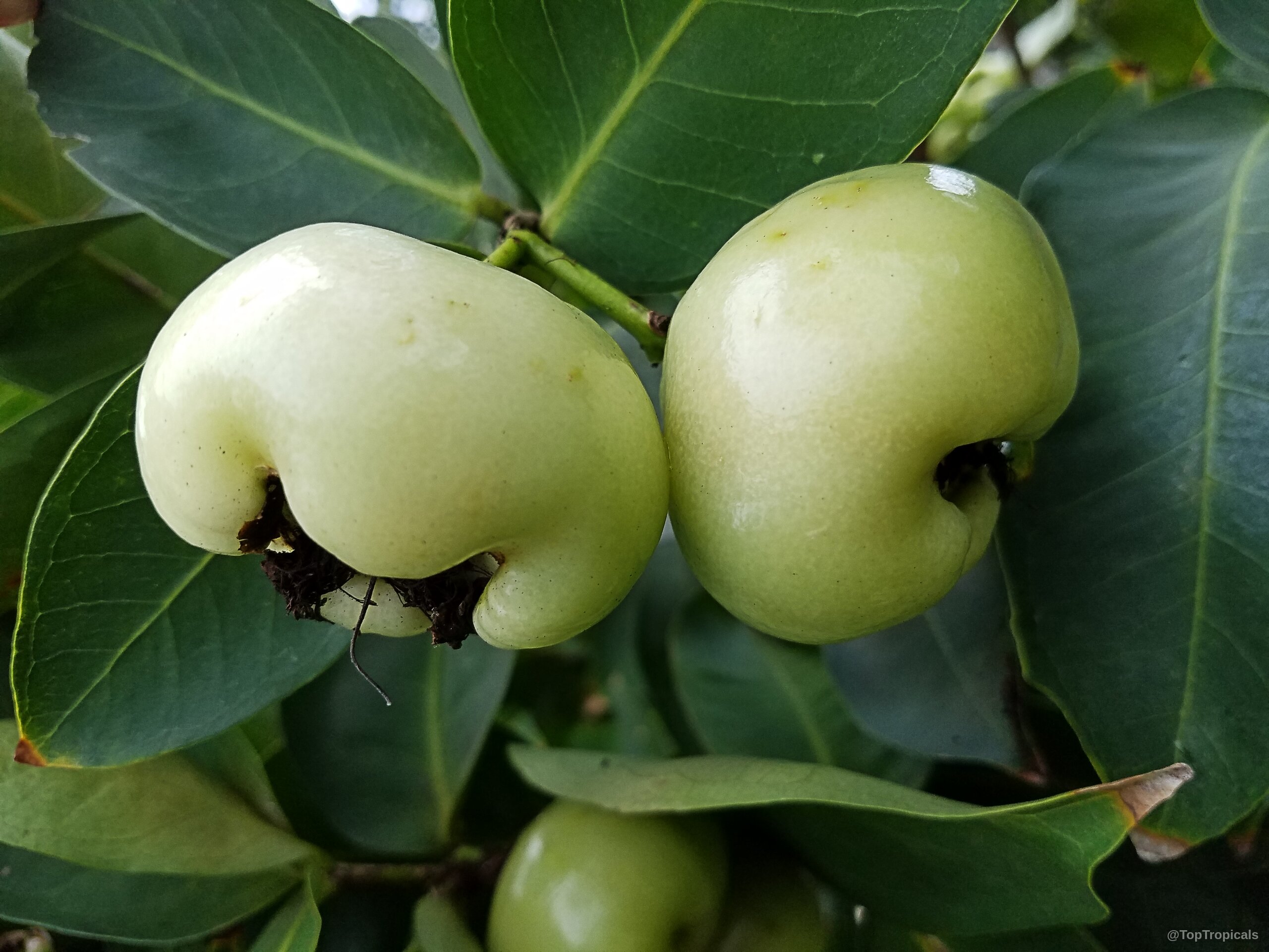 Syzygium samarangense (Wax jamboo) with rounded pale green fruit nestled between wide dark leaves Syzygium samarangense (Wax jamboo) pale green fruit close up among deep dark foliage