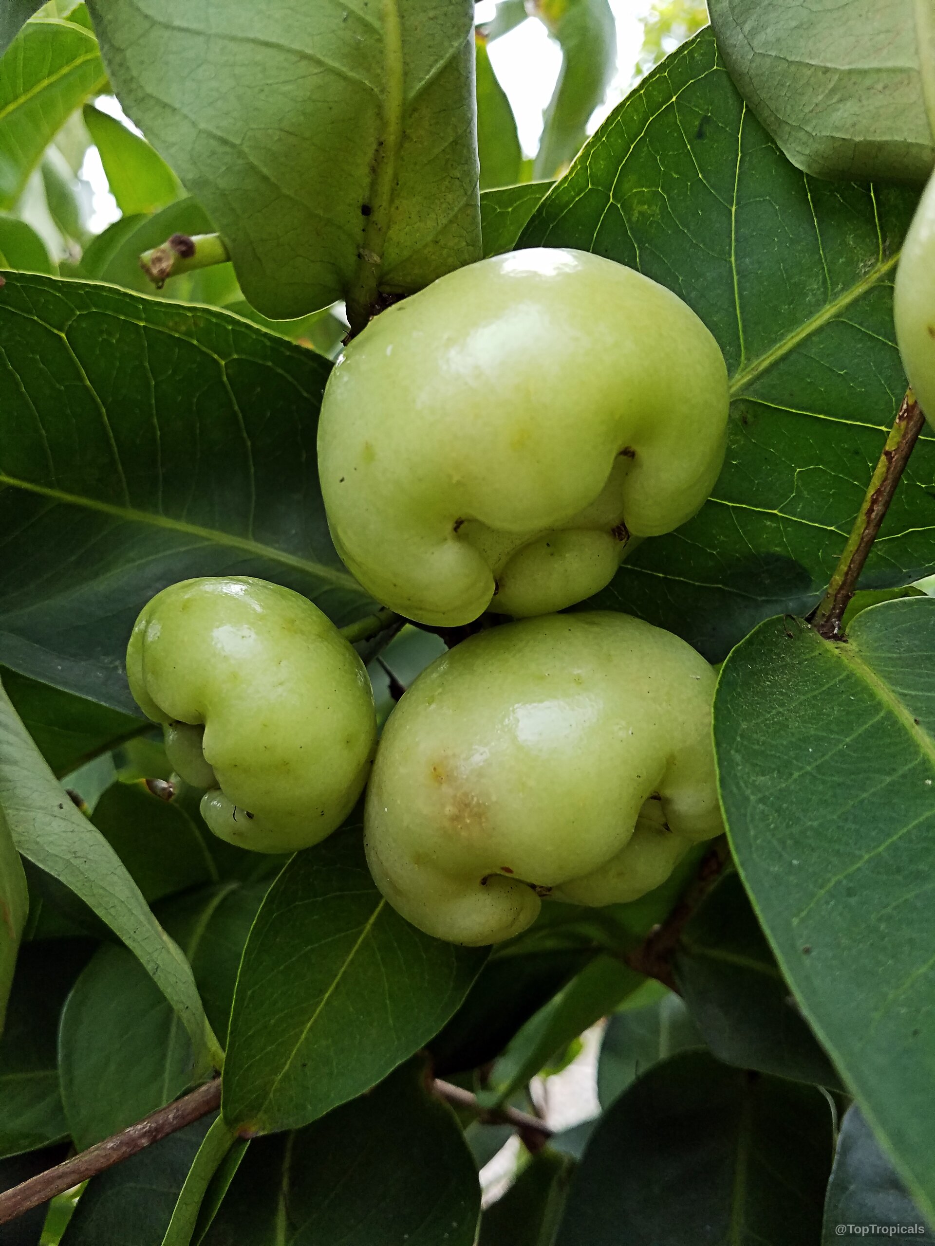 Syzygium samarangense (Wax jamboo) with pale green fruit clusters nestled within thick foliage Syzygium samarangense (Wax jamboo) pale green fruit close up among dense dark leaves