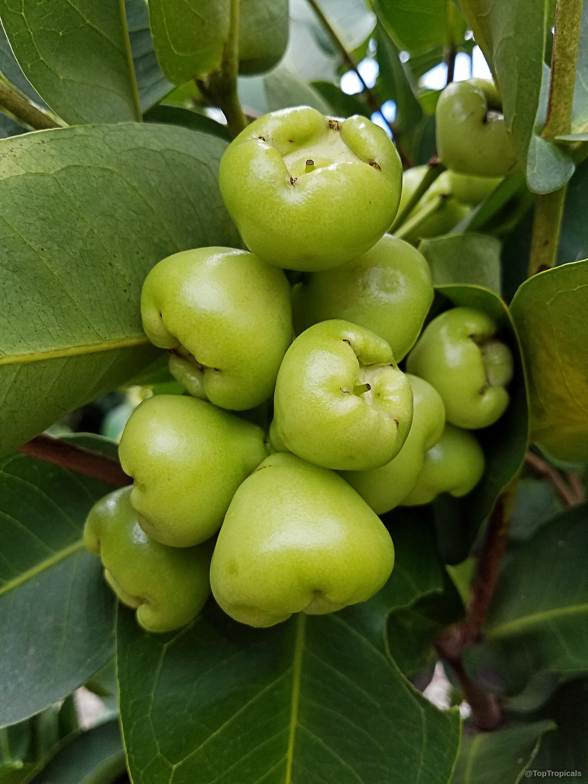 Syzygium samarangense (Wax jamboo) with multiple shiny light green fruit clustering among the thick foliage Syzygium samarangense (Wax jamboo) plant with many light green bell shaped fruit close up