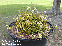 Vanilla dilloniana, Leafless Vanilla Orchid, Dillons Vanilla

Click to see full-size image
