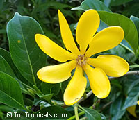 Gardenia tubifera Kula, Gardenia pfordii, Golden Gardenia, Kedah Gardenia

Click to see full-size image