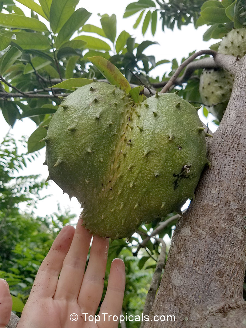 Guanabana fruit on a tree by a hand