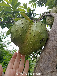 Annona muricata, Soursop, Guanabana, Graviola, Korosol, Corosol

Click to see full-size image