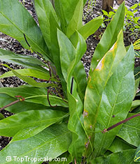 Anthurium crenatum, Scalloped Laceleaf

Click to see full-size image
