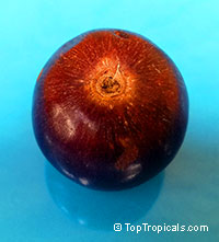 Flacourtia indica, Governors plum, Madagascar Plum, Batoko palm

Click to see full-size image