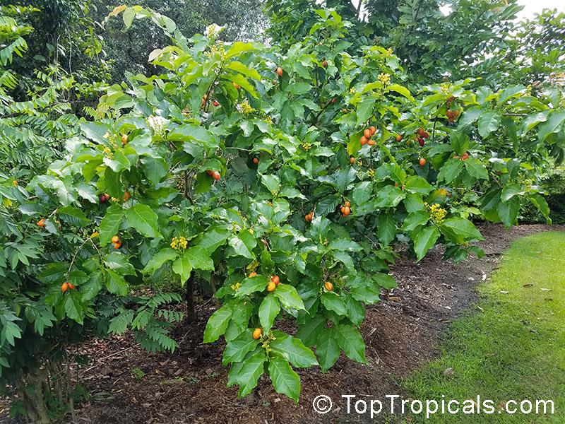 Peanut Butter Fruit Tree Soil Cheapest Retailers | www.pinnaxis.com