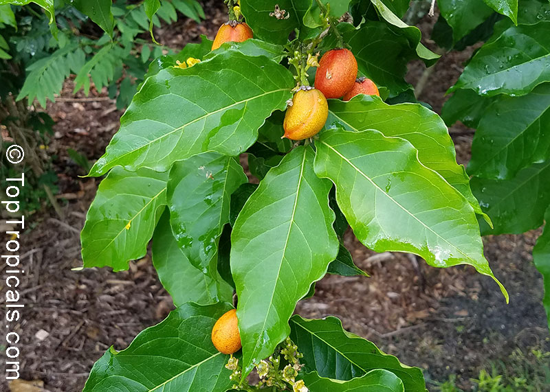 peanut butter tree care