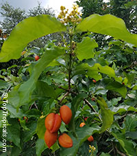 Bunchosia argentea, Peanut Butter Fruit Tree, Ciruela Del Monte

Click to see full-size image