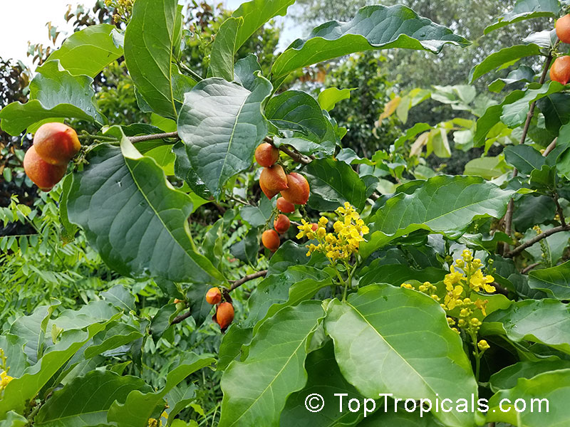 Bunchosia argentea, Bunchosia armeniaca, Peanut Butter Fruit Tree, Ciruela Del Monte