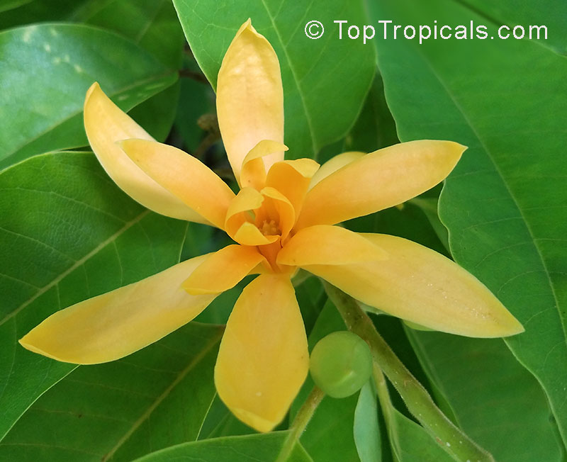 Fragrant Golden Champaka Flower